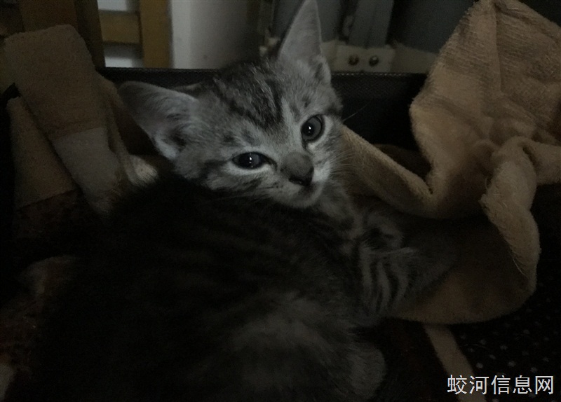 美短串蓝猫小猫崽